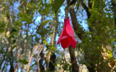 Desconectarse para volver a conectar, el encanto de una parcela Montecosaro.